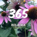 Kelaska - 365