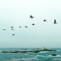 2020 May Gorgeous Melodies for Peaceful and Meditation