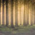 #1 Meditation Spa Music Tracks