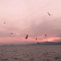醉