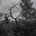 TH Moy - The Raven (OriginalMix)
