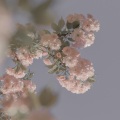 FLuoRiTe - 后来我才知道,它不是我的花,我只是恰好途经了它的盛放.