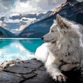 Will The Wolf Survive?