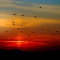 #May 2020 Peaceful Melodies for Deep Sleep and Anxiety Relief
