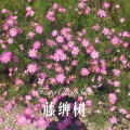 藤缠树