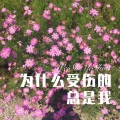 浪胃仙 - 为什么受伤的总是我