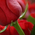 Reese - Roses
