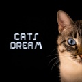 Cat Music、Music For Cats、Cats Music Zone - Continual Energy