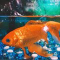 Crook、druhstorecowboy - head above water