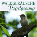 Waldgeräusche - Adler auf einem Baum