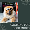 Calming for Dogs - Soothing Mode