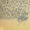 ellasycamore、Sleepy Sloth - stagnant affairs