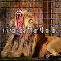 65 Stabalise Your Mentality