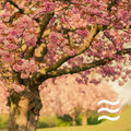 Calm Deep Baby Sleep - Relax and Chillout Noise