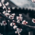小奶瓶 - 大悲咒