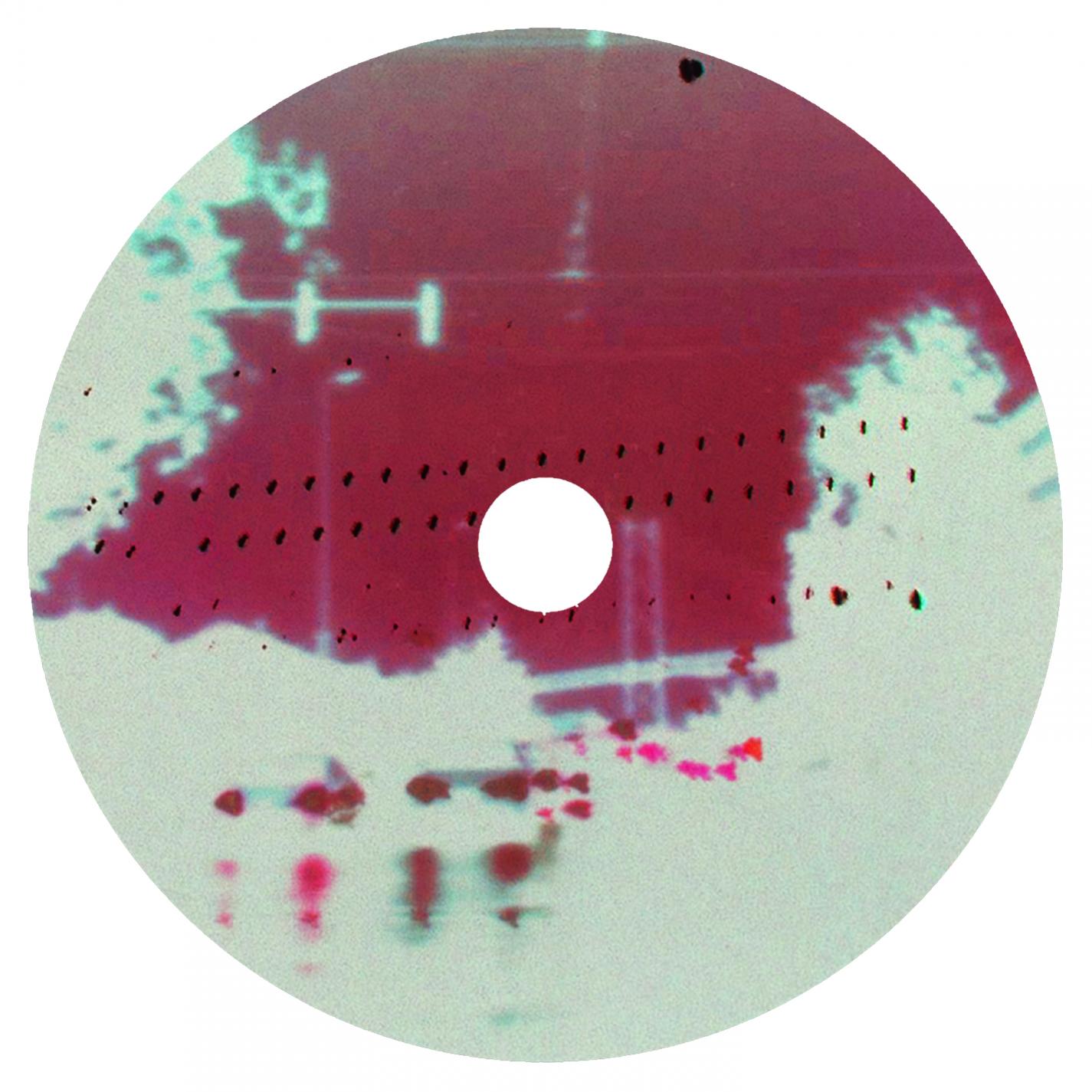 Vasco Completo、Maria、João Tamura - Serotonina