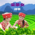 诗意 - 采茶女