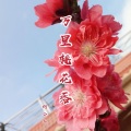 何公子 - 万里桃花落