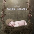 Collection of Natural Lullabies - Sounds of the Forest That Will Calm Your Child and Help Him Fall Asleep Without Crying, Music Therapy for Baby Sleep, Starry Night, Toddlers
