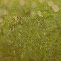 Ashley Smith、Gardener Slipstream、Cosmo Licks、Specialty Disciples、Dolce Tech - Eternal Dwellers