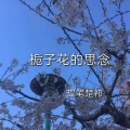 提笔楚祁 - 栀子花的思念