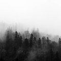 Zen Music Garden、Buddhist Meditation Music Set、Restless Baby Music - Growing Legion