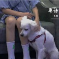 易糖 - 处处吻