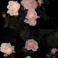 橙芝 - 情人