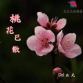 DJ云龙 - 桃花已散