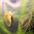 汤川 - 致珊珊来迟的你