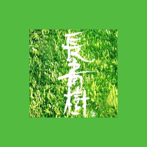 张伟文 - 梧桐树下