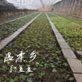 红豆豆 - 温柔乡