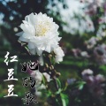 红豆豆 - 她的歌