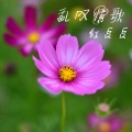 红豆豆 - 乱叹情歌