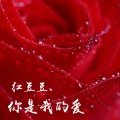 红豆豆 - 你是我的爱