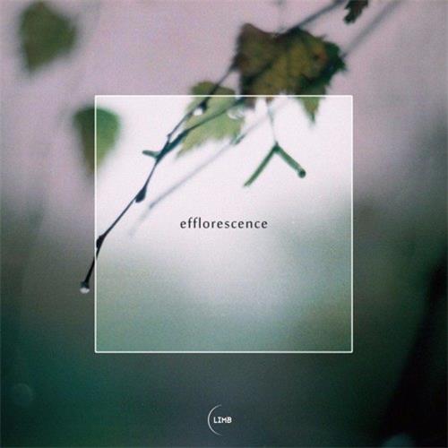 Bloom - Efflorescence