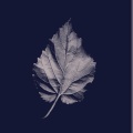 Joy Williams - Ordinary World