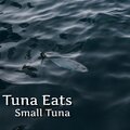 DH、Small Tuna - Shark