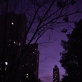 黄鱼 - 有生之年