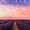 Massage Therapy Music、Amazing Spa Music、Rain Recorders - Lights and Stars