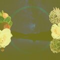 Plane Window、Oxygen Medicine、Redwood Feathers、Ashley Stevens、Chill Technology - Fire Doctor