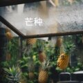 叶子生花 - 美若黎明