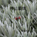 易安大人 - 王者峡谷 (DJ版)