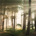 Take a Walk | Walk Away - Peace, Zen, Endorphins, Chill