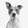 Pet Care Club、Pet Care Music Therapy、Relaxing Music for Dogs - Peaceful Sunshine