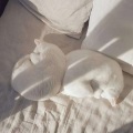 罗西乔 - 我爱你MP3