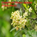 Victor Marín - Grapefruit Flower Season