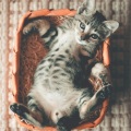 Pet Care Club、RelaxMyCat、Music for Cats Project - Gentle