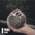 叶瀚阳 - 沙粒