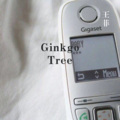 你的大美、小胖坨 - Ginkgo Tree